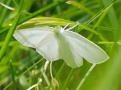 Lomographa vestaliata