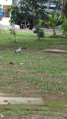 Columba livia domestica