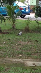 Columba livia domestica