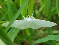 Lomographa vestaliata