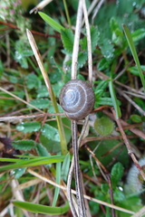 Trochulus striolatus