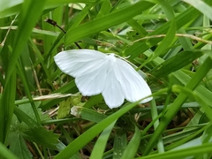 Lomographa vestaliata
