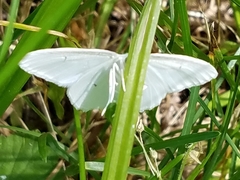Lomographa vestaliata