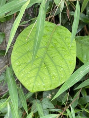 Macaranga peltata