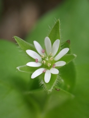 Stellaria ruderalis