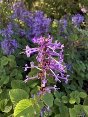 Plectranthus ambiguus