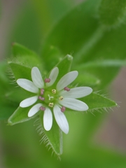 Stellaria ruderalis