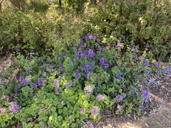 Plectranthus ambiguus
