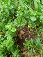 Chrysosplenium oppositifolium