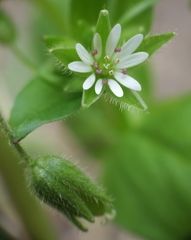 Stellaria ruderalis