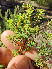 Pultenaea parviflora