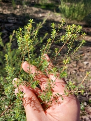 Pultenaea parviflora