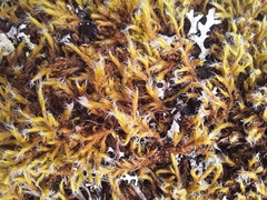 Racomitrium crispipilum