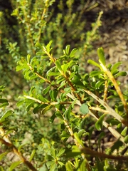 Pultenaea parviflora