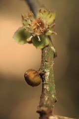 Drypetes oblongifolia