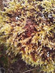 Racomitrium crispipilum