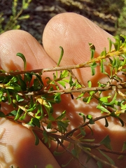 Pultenaea parviflora