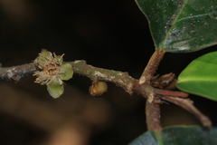 Drypetes oblongifolia