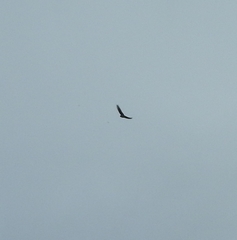 Hirundo neoxena