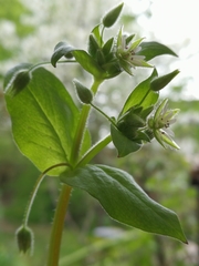 Stellaria ruderalis