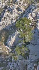 Pinus heldreichii