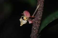 Orophea thomsonii