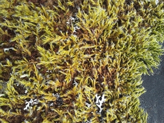 Racomitrium crispipilum