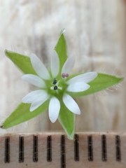 Stellaria ruderalis