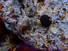 Pleurobranchaea bubala