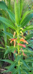 Lobelia laxiflora