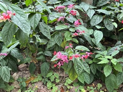 Clerodendrum japonicum