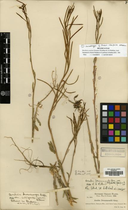 Boechera acutina