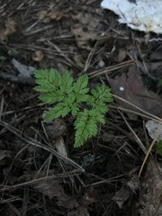 Anthriscus sylvestris