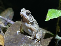 Ingerophrynus parvus