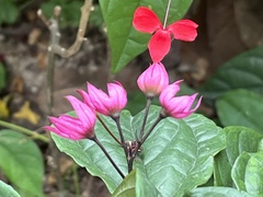 Clerodendrum japonicum