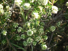 Phylica axillaris