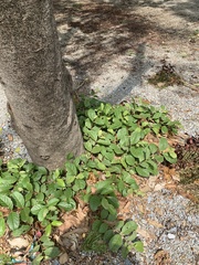 Combretum quadrangulare