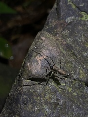 Spartaeinae