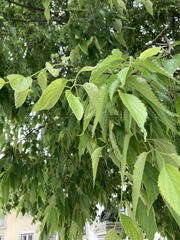 Celtis australis