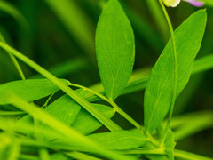 Lathyrus palustris