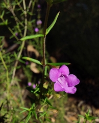 Prostanthera scutellarioides