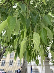 Celtis australis