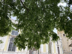 Celtis australis