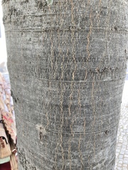 Celtis australis