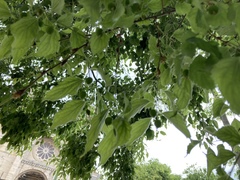 Celtis australis