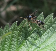 Ptychoptera contaminata