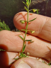 Prostanthera scutellarioides
