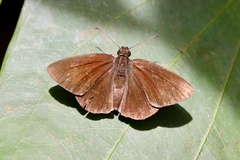 Koruthaialos rubecula
