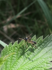 Ptychoptera contaminata
