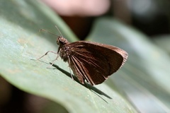 Koruthaialos rubecula
